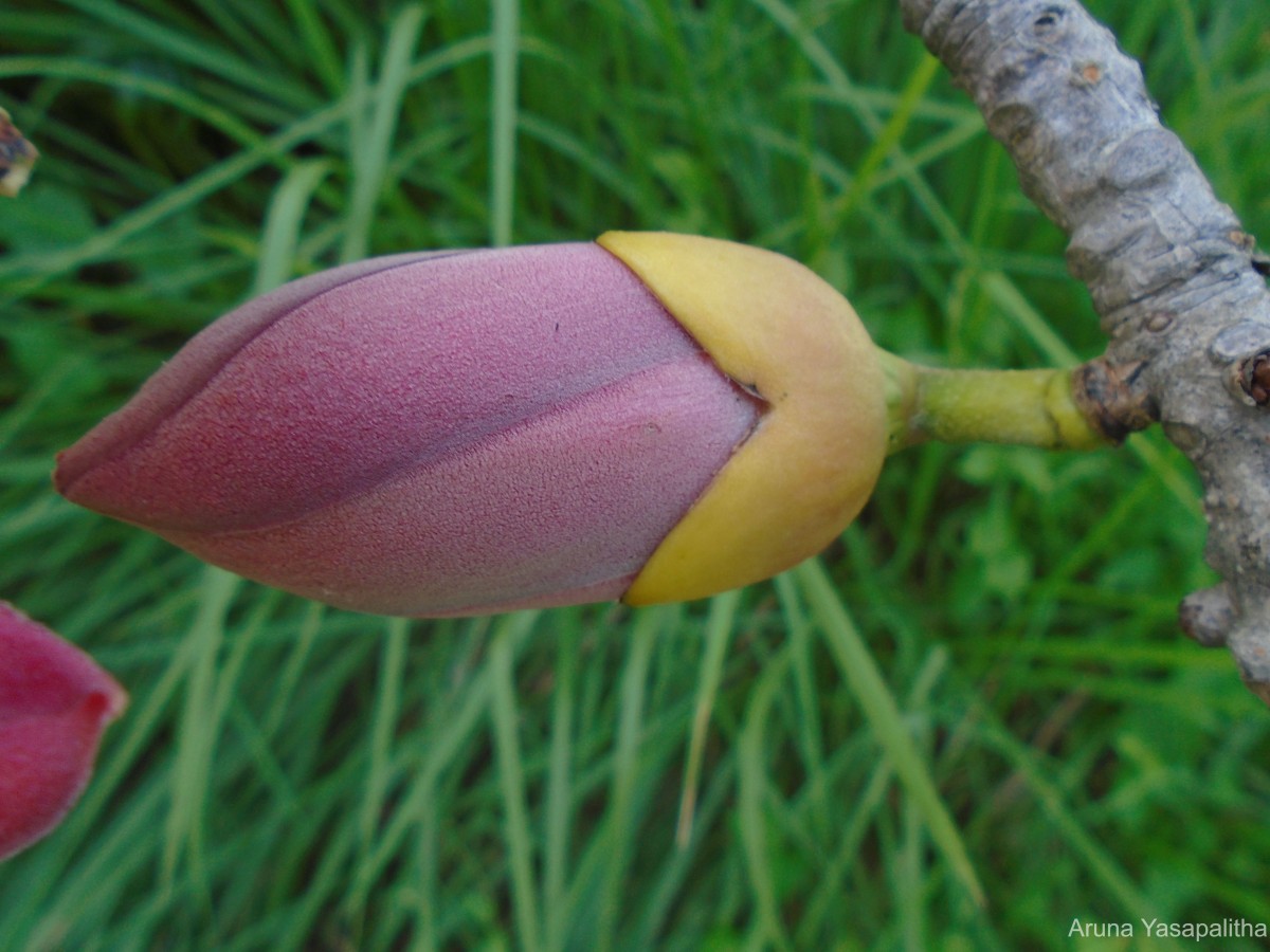 Bombax ceiba L.